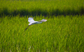江苏泗洪县现成群白鹭