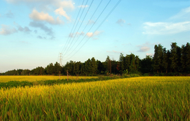 稻田风景