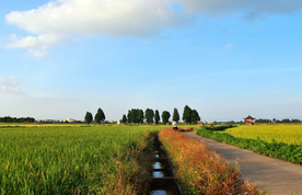 稻田风景