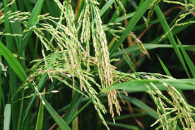 稻谷 谷子