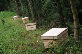 养蜂场 蜂箱