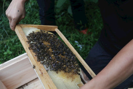 养蜂