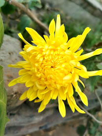 金丝皇菊