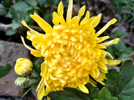 金丝皇菊