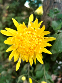 金丝皇菊