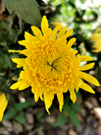 金丝皇菊