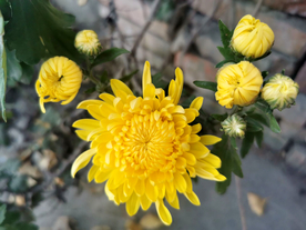 金丝皇菊