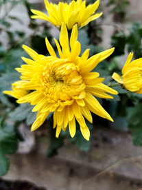 黄菊