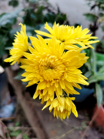 金丝皇菊