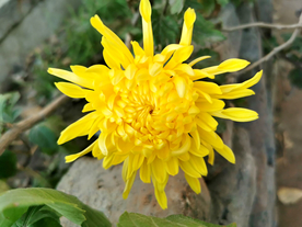 金丝皇菊