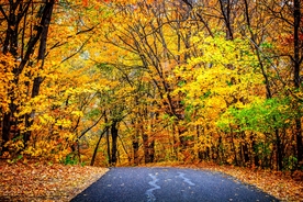 野外公路枫树林