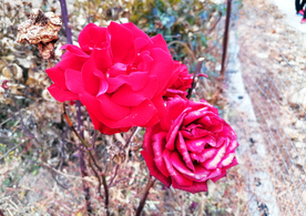 红玫瑰
