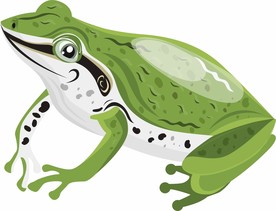 青蛙 矢量
