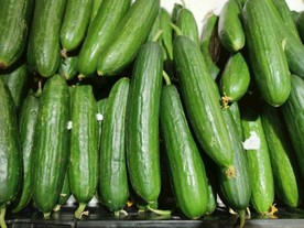 黄瓜