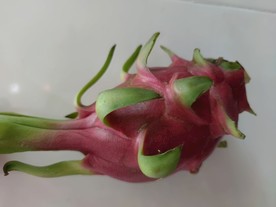 火龙果