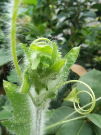 南瓜冬瓜苗叶子