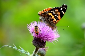 美丽蝴蝶和蜜蜂
