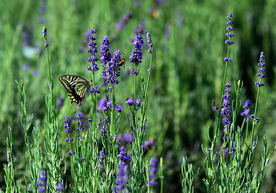 薰衣草与蝴蝶