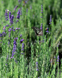薰衣草与蝴蝶