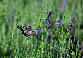 薰衣草与蝴蝶