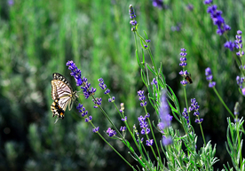 薰衣草与蝴蝶
