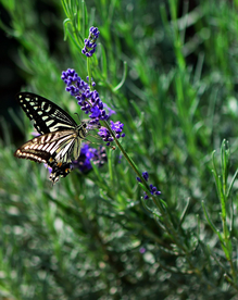 薰衣草与蝴蝶