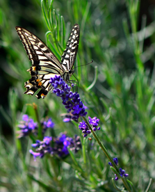 薰衣草与蝴蝶