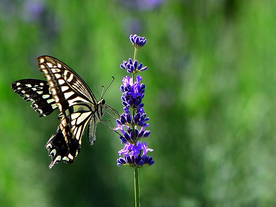 薰衣草与蝴蝶
