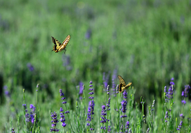 薰衣草与蝴蝶