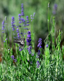 薰衣草与蝴蝶