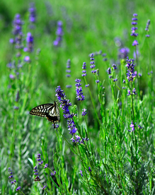 薰衣草与蝴蝶