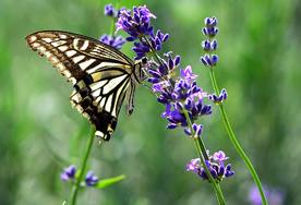 薰衣草与蝴蝶