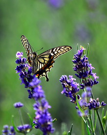 薰衣草与蝴蝶