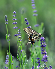 薰衣草与蝴蝶