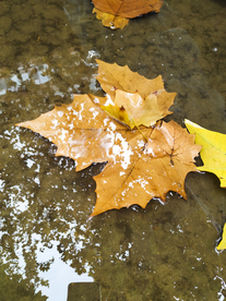 水中落叶