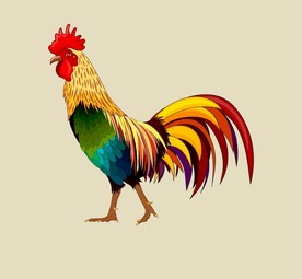 矢量公鸡