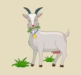 山羊