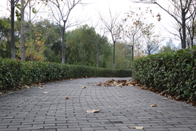 公园小路
