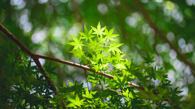 拍摄素材