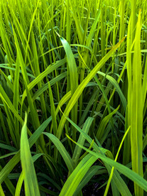 稻谷叶子高清拍摄图