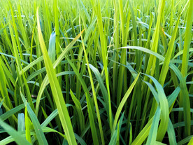 稻谷叶子拍摄图