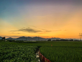 黄昏的稻田与山拍摄图