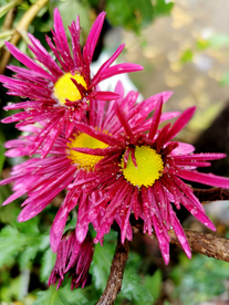 菊花 菊 精品菊花 名贵菊花