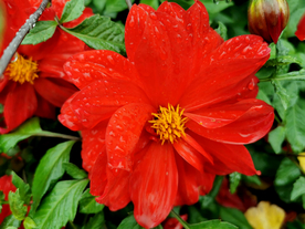 丽花 丽江 古城 云南 红花