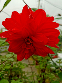 丽花 丽江 古城 云南 红花