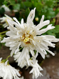 菊花 盛开的菊花 菊 秋菊