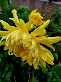 金丝菊