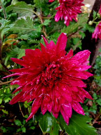 菊花 菊 精品菊花 名贵菊花