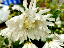 菊花 盛开的菊花 菊 秋菊