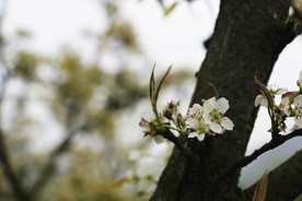 梨花 春天